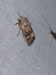 Lacinipolia stricta