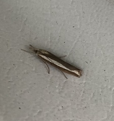 Agriphila latistria