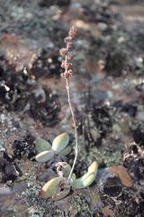 Crassula cotyledonis