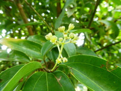 Aiouea montana