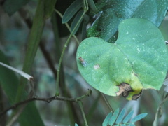 Drosophila quadrilineata