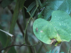 Drosophila quadrilineata