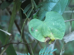 Drosophila quadrilineata