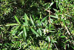 Cephalanthus glabratus