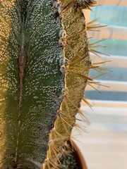 Astrophytum
