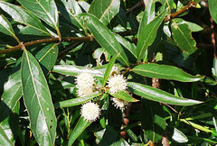 Cephalanthus glabratus
