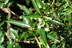 Cephalanthus glabratus