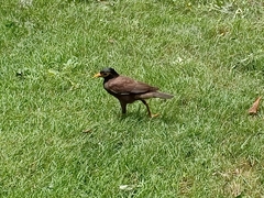 Acridotheres tristis