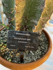 Astrophytum