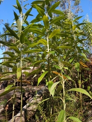 Astrotricha floccosa