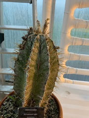 Astrophytum