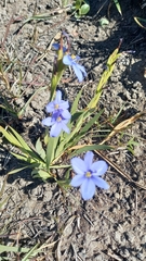 Aristea schizolaena