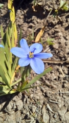 Aristea schizolaena