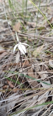 Caladenia saccharata