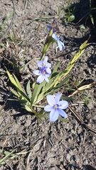 Aristea schizolaena