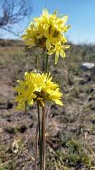 Bobartia orientalis