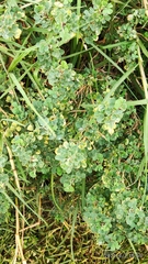 Coronilla valentina