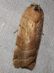 Noctua fimbriata