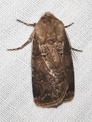 Agrotis bigramma