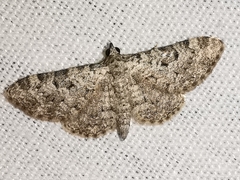 Eupithecia semigraphata