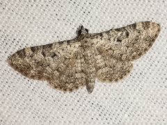 Eupithecia semigraphata