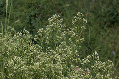 Baccharis thesioides