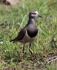 Vanellus melanopterus minor