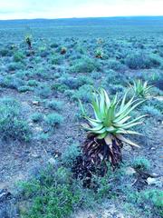Aloe microstigma microstigma