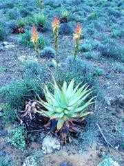Aloe microstigma microstigma