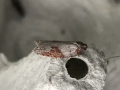 Acleris sparsana