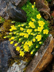 Saxifraga mucronulata
