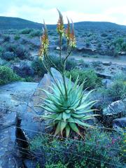 Aloe microstigma microstigma