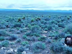 Aloe microstigma microstigma