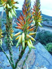 Aloe microstigma microstigma