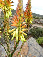 Aloe microstigma microstigma