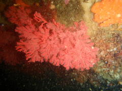 Melithaea rubra