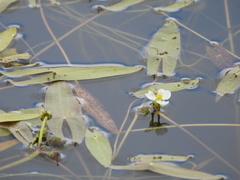 Sagittaria cuneata
