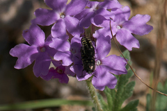 Acmaeodera solitaria