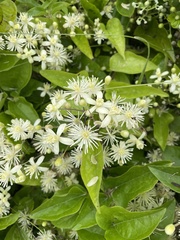 Clematis vitalba