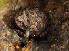 Vandijkophrynus angusticeps