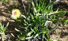 Cephalophyllum tricolorum