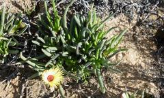 Cephalophyllum tricolorum