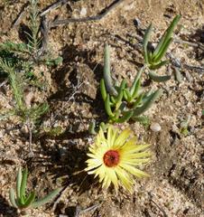 Cephalophyllum tricolorum