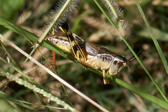 Boopedon flaviventris
