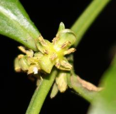 Buxus natalensis