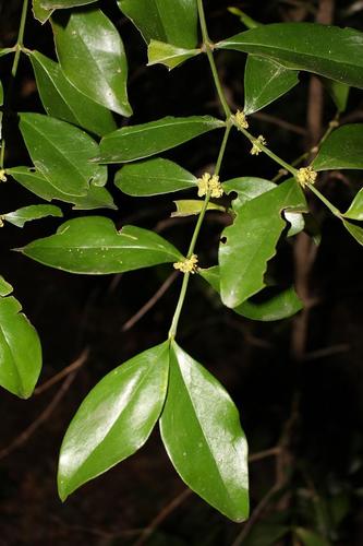 Buxus natalensis, photograph 5