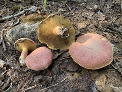 Suillus ochraceoroseus