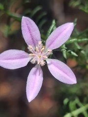 Philotheca salsolifolia