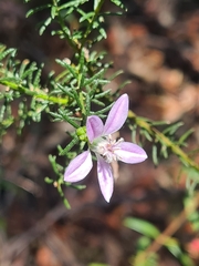Philotheca salsolifolia