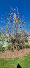 Eucalyptus caesia